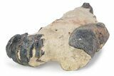 Eocene Lobster (Hoploparia) Fossil - England #243402-2